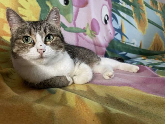 Кошечка Лапа, милое создание очень хочет вернуться домой! Кошечка Лапа, милое создание очень хочет вернуться домой!