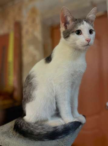 Котенок Лучик ищет дом!
