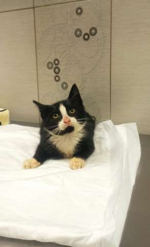 Котенок Александр в добрые руки