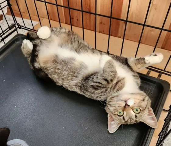 Котенок Зайка с белыми лапками ищет дом Котенок Зайка с белыми лапками ищет дом