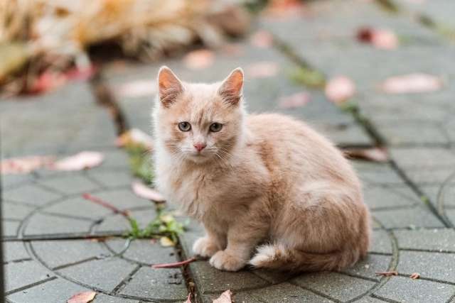 Одам котят в хорошую, добрую семью. Одам котят в хорошую, добрую семью.