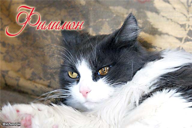 Шикарный крупный кот Филимон ждет новых надежных хозяев.