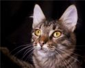 Котик Кузенька – воробей 8 мес от роду мечтает найти хозяина.