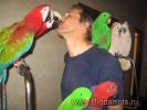 Продаю ручных больших попугаев