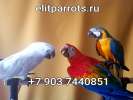 Попугаи -  ручные птенцы  из питомника