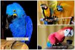 Биокорма премиум класса для крупных видов попугаев из Европы