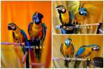 Сине желтый ара (ara ararauna) - ручные птенцы из питомника