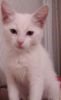 Отдам белого ангорского котенка (девочка) 2,5 месяца в очень хорошие руки =)