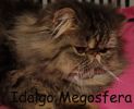 Котик персидский мраморного окраса