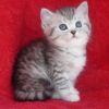 Британский короткошерстный плюшевый котик. Окраса Вискас