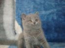 Кошкин Дом предлагает котят породы страйт, фолд и британская! Разнообразные окрасы! Рассрочка на дли