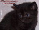  Британские черные котята с апельсиновыми глазами 
