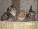 Ангорские  сибирские перситские котятки
