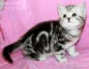 Британские вискасные котята .Питомник VIVIAN