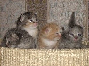 Ангорские  сибирские перситские котятки