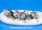 Рисунчатые британские котята – достойное украшение Вашего дома ! 8-905-572-70-72 
