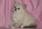 Невские маскарадные котята- голубоглазое очарование