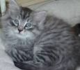 Чистокровные сибирские котята 3000 руб