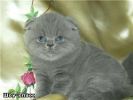 продаю котят скотиш-фолд шотландских вислоухих экзоты персы с питомника 