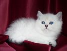 Британские элитные котята окраса серебристая шиншилла