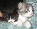 Два симпатичных котёнка ищут добрых хозяев=)