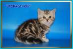 Шотландские котята -девочки мраморного окраса