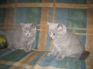 Британские голубые котята