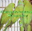 Ожереловый Кольчатый попугай Крамера. птенцы