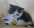 Продаю персидских и экзотических плюшевых котят современного типа