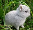 Карликовые кролики из питомника с ветеринарными справками