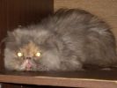 Перситская кошка