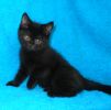 Британские короткошерстные (страйт) котята. Окрас Чёрный
