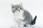 Британские короткошерстные котята редких окрасов из питомника ХАРМИС