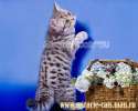 Рисунчатые британские котята - роскошное украшение Вашего дома !
