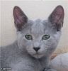 Русские голубые котята продаются