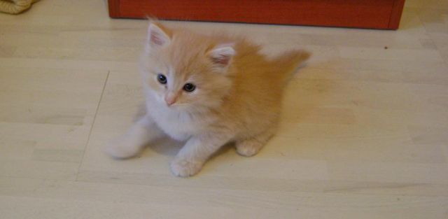 Сибирский рыжий котёнок