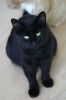 Шикарный черный зеленоглазый красавец кот! Очень ласковый!