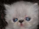Персидские котята колор-пойнты с голубыми глазами (гималайские).