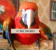 Гибрид попугаев ара  Тропикана - птенцы выкормыши из питомника
