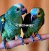 Синелобый амазон (Amazona aestiva aestiva) - ручные птенцы из  питомника