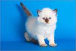 Шотландский длинношерстный котик Орландо Блум!