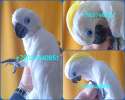 Синеочковый какаду (Cacatua ophthalmica) птенцы из питомника