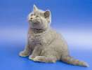 Британские котята классических окрасов. 8-916-611-44-96