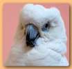 Продажа попугаев: больших, средних, малых видов, есть ручные и говорящие. Клетки, корм, минералы.