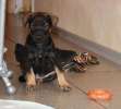Красивый щенок метис добермана- пинчера в добрые руки!