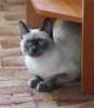 Тайская кошка Кэтти Бризар, 2 года, окрас блю-пойнт, глаза голубые.