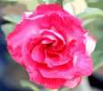 Семена адениума (desert rose, Rosy Adenium)